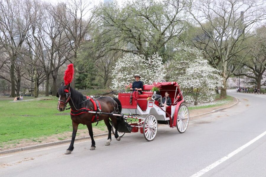 NYC: Guided Standard Central Park Carriage Ride (4 Adults) - Your Route Starts With Big Central Park Icons