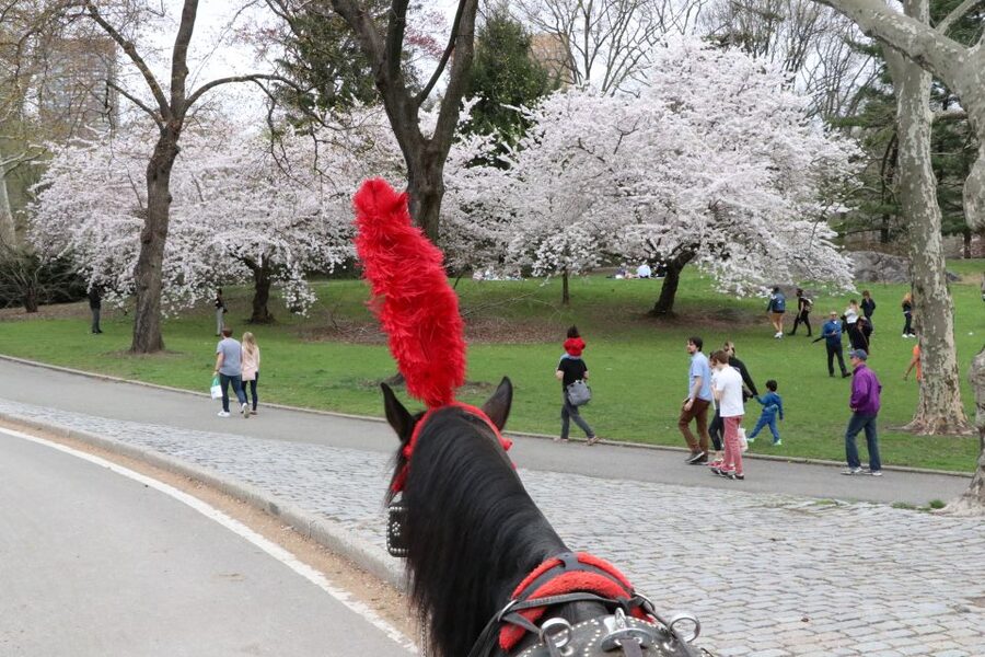NYC: Guided Standard Central Park Carriage Ride (4 Adults) - West Side Drive-By Views, Tavern on the Green Pause