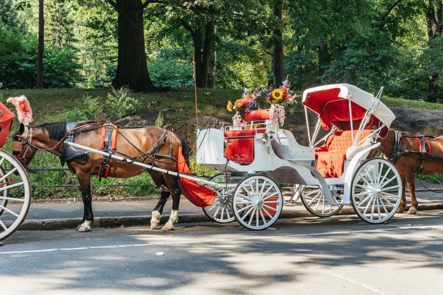 NYC MAGICAL NIGHT TIME RIDE Central Park/Rockefeller Center - The Biggest Practical Tips Before You Book