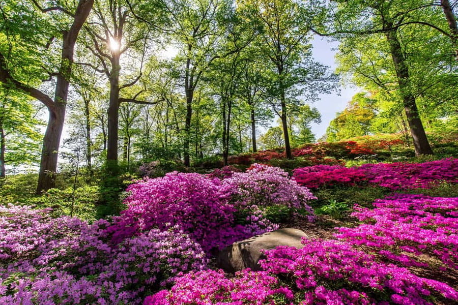 NYC: New York Botanical Garden Pass - Van Gogh’s Flowers, living paint made from blooms (and what to prioritize)