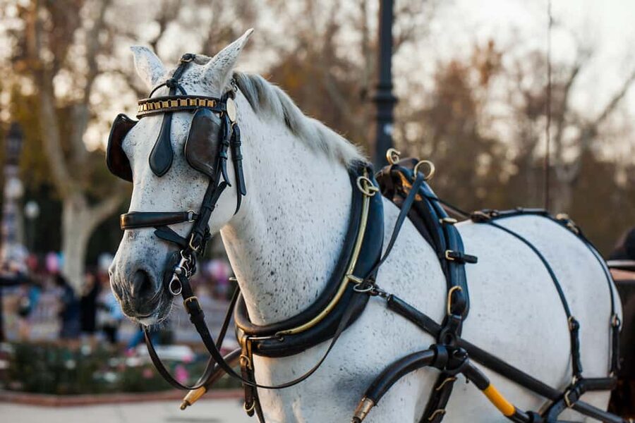 NYC Private Central Park Horse Carriage Ride with Guide - West Side views and Cherry Hill: when the ride turns scenic