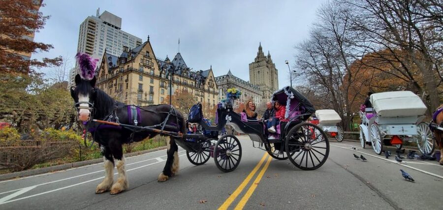 NYC: Private Christmas Lights Horse Carriage Ride - Who this ride suits best, and who might want a different plan