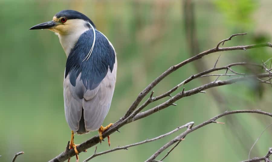 NYC: Urban Wildlife Sunset Tour of the East River - Key things I think you will care about
