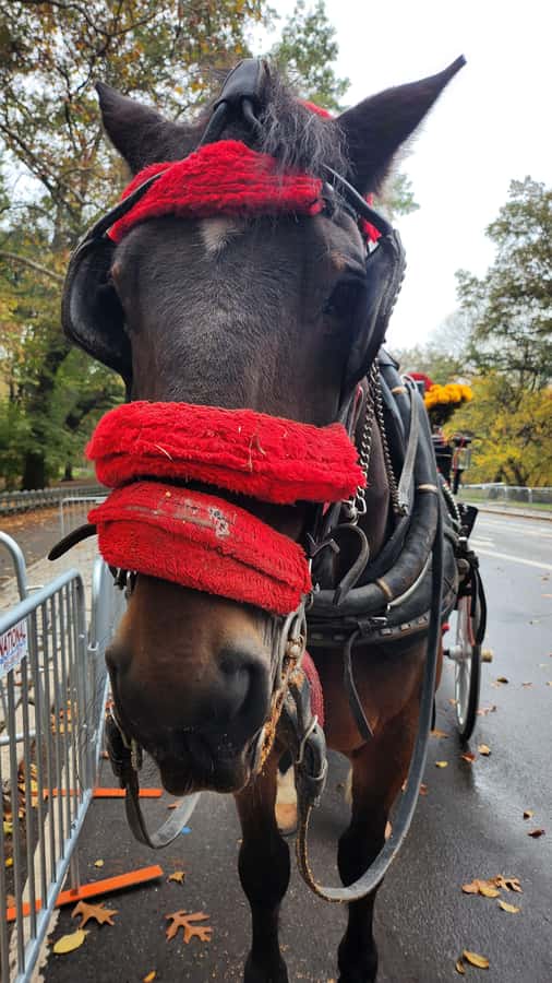 Official Exclusive VIP Horse Carriage Ride in Central Park - Who this Central Park carriage ride is best for