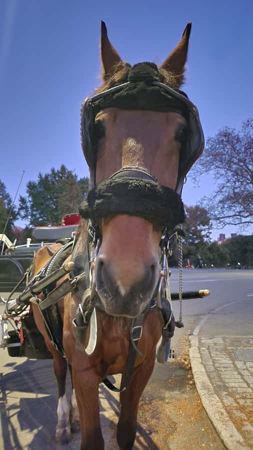 Official Exclusive VIP Horse Carriage Ride in Central Park - Quick tips to make your ride smoother