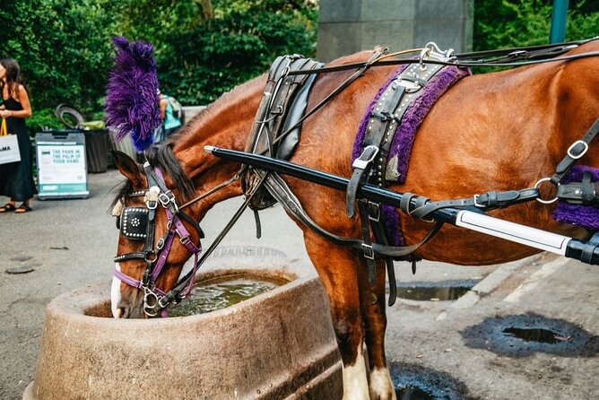 Official Private New York City Central Park Horse Carriage Ride Since 1965™ - Winter comfort: blankets, photo pacing, and staying warm without fuss