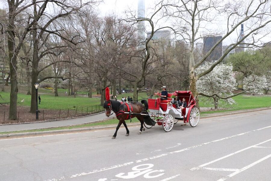 Tavern on the Green PickUp&DropOff With Horse Carriage Ride - What the live licensed guide adds to the ride
