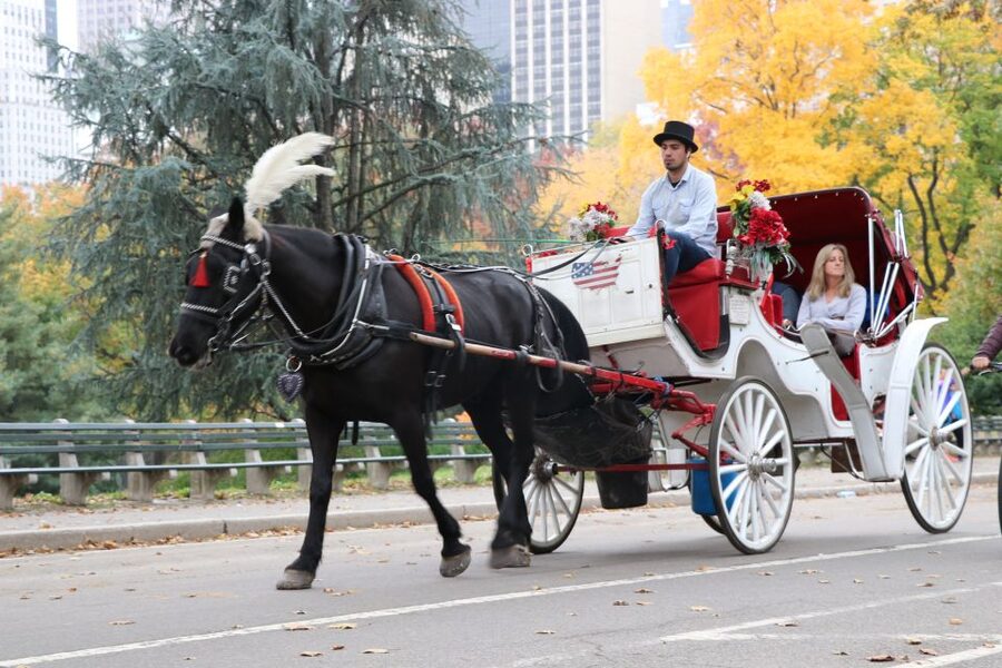 Tavern on the Green PickUp&DropOff With Horse Carriage Ride - Should you book this Tavern on the Green carriage ride?