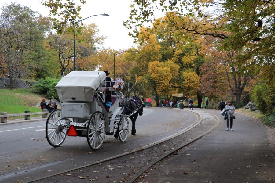 Tavern on the Green PickUp&DropOff With Horse Carriage Ride - The Central Park views you’ll actually see, 59th Street to 6th Avenue